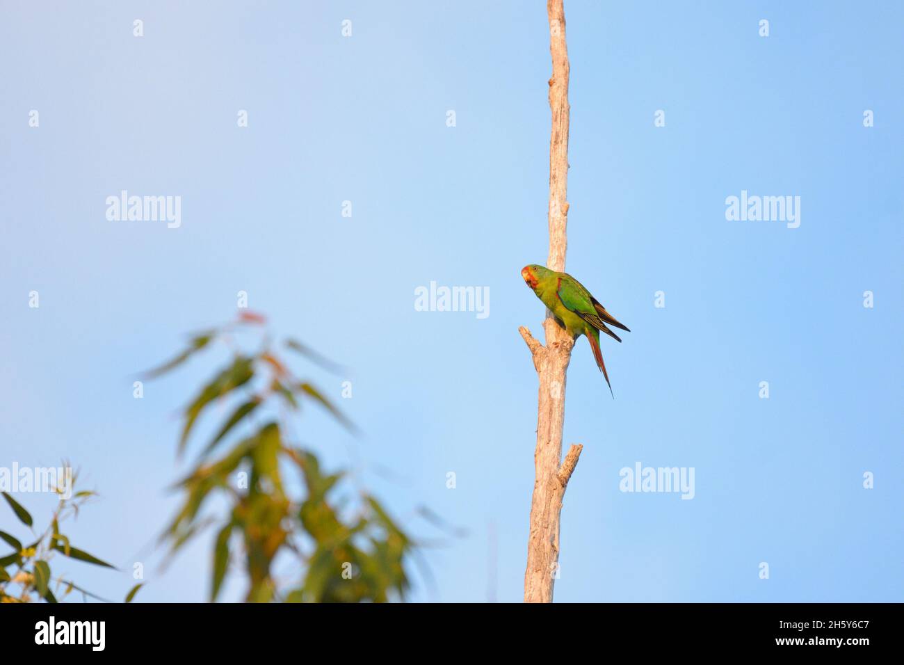 Ein vom Aussterben bedrohter Swift Papagei, der auf einem Baumzweig in freier Wildbahn in NSW, Australien, thront (Lathamus verfärbt) Stockfoto