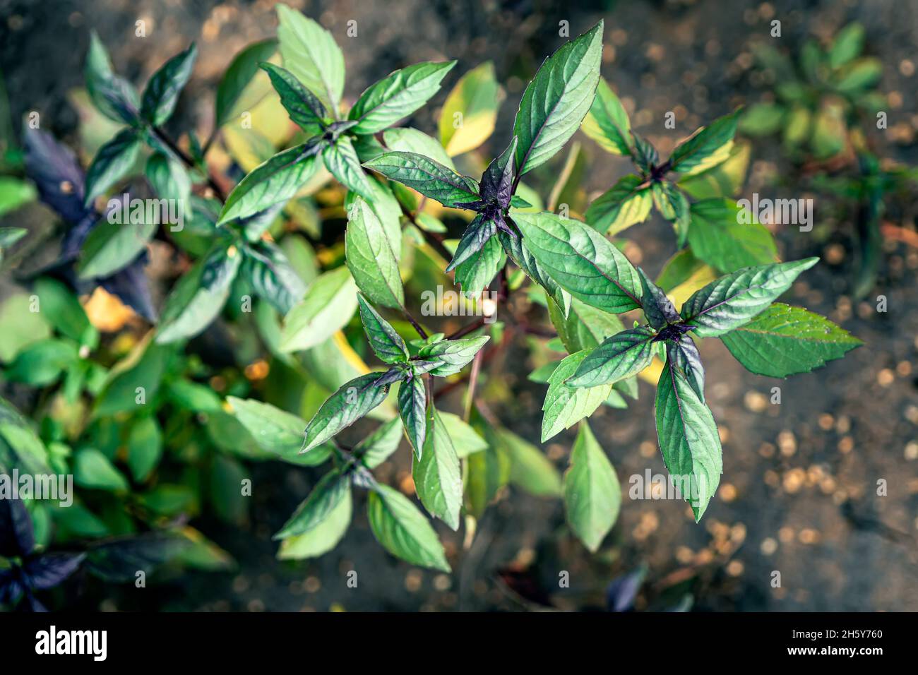 Viele violette und grüne Basilikanplantagen. Frisches organisches grünes und purpurnes Basilikum wächst im Garten Draufsicht auf viel frisches purpurfarbenes Basilikum verlassen Stockfoto