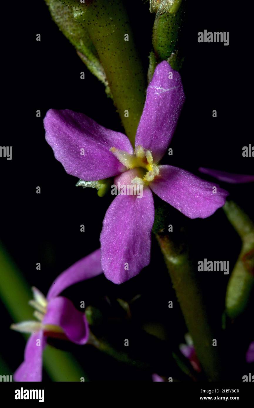 Grass Trigger Plant Flowers (Stylidium Graminifolium) variieren in ihrer Farbe von blassrosa bis violett - wie diese im Baluk Willam Reserve, Victoria. Stockfoto