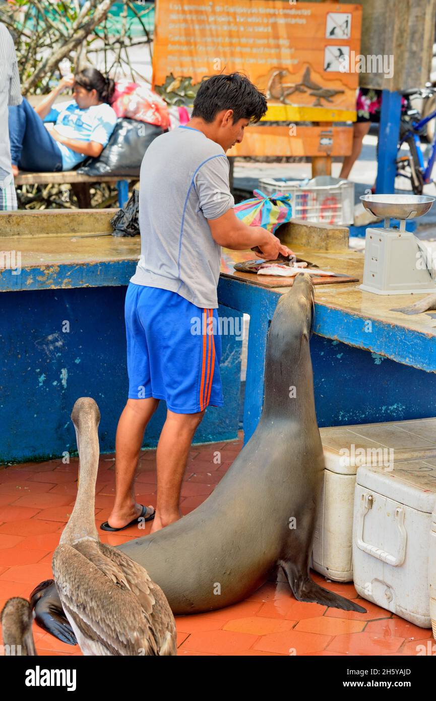 Vorbereitung von Fischen zum Verkauf auf dem Fischmarkt, mit interessierten Pelikanen und Seelöwen, Puerto Aroya, Santa Cruz Island, Ecuador Stockfoto