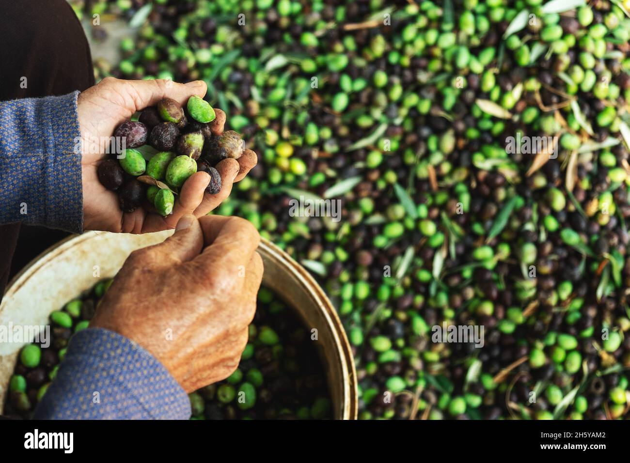 Hände mit Oliven, Ernte von Pflanzen während der Ernte, grün, schwarz, schlagen, um extra natives Öl zu erhalten. Stockfoto