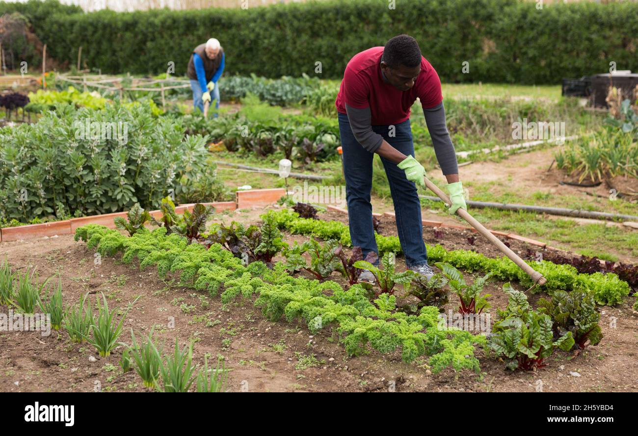 Afrikanischer Mann, der Erde zwischen Gemüsesämlingen hastet Stockfoto