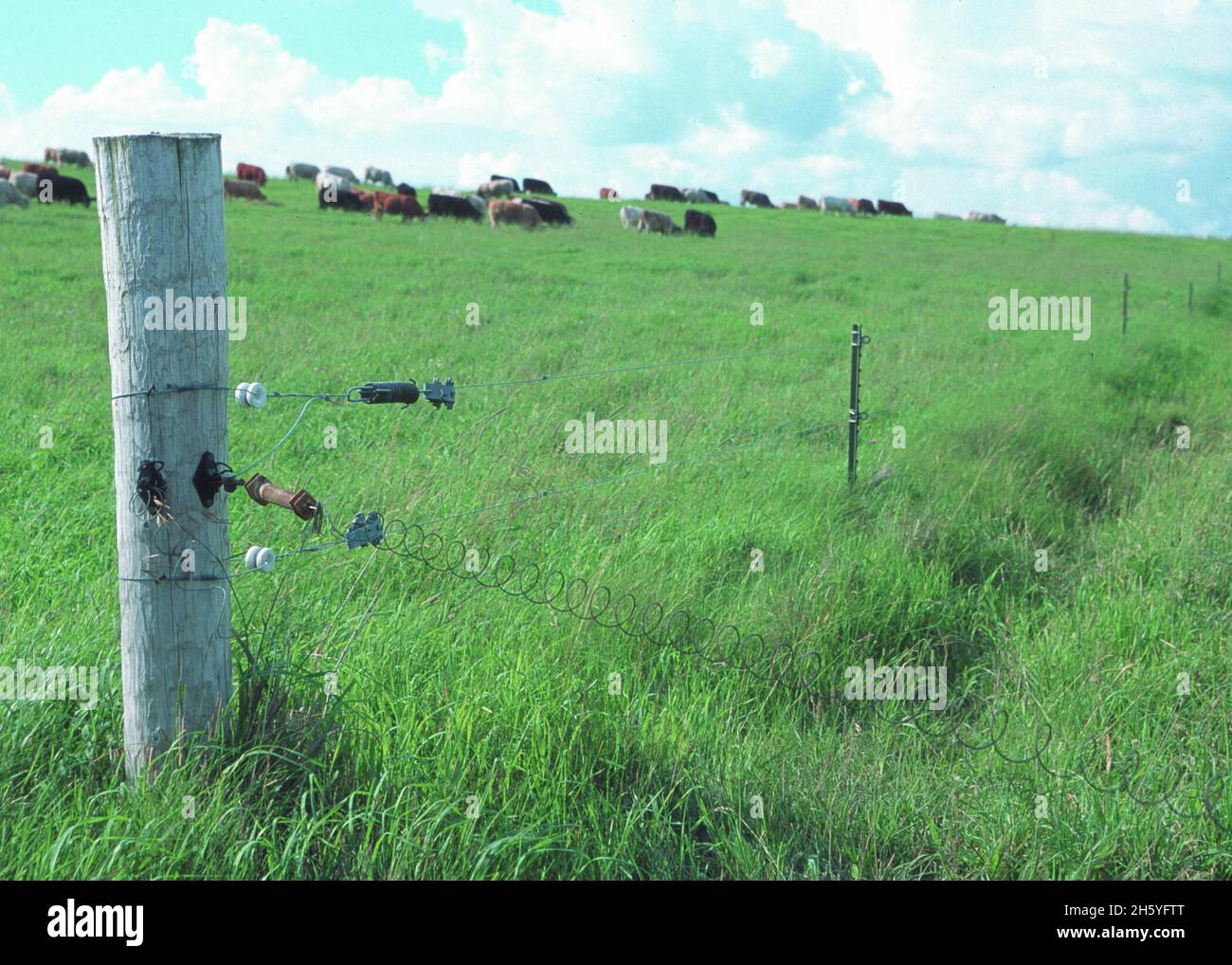 Weidevieh in Columbia County, WI. Die Weideplätze sind für die Rotationsweidung ca. 2011 oder früher Stockfoto