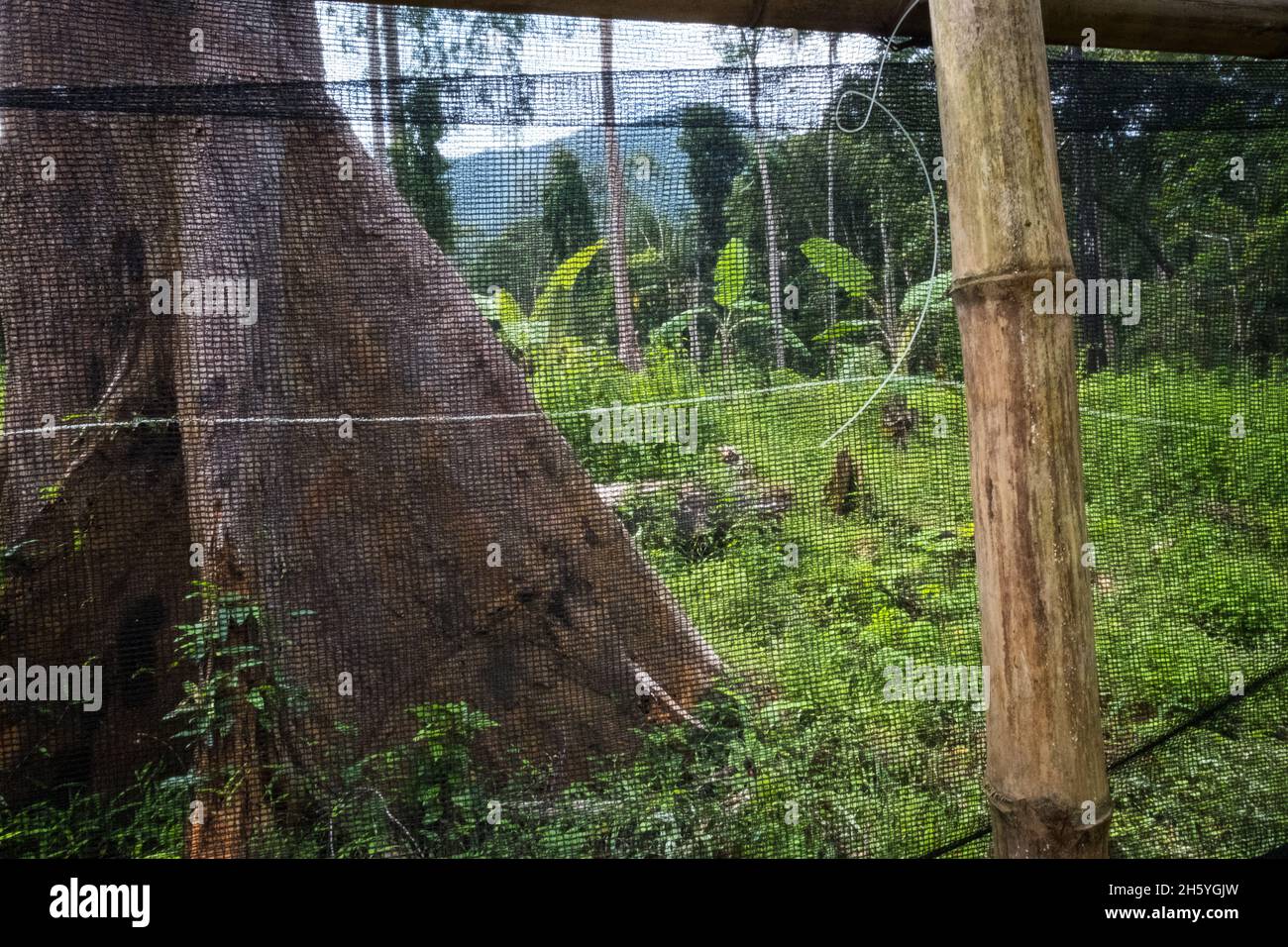 Juli 2017. Gärtnerei, die Sämlinge für die Wiederaufforstung und Obstbäume anpflanzt. Sugodi, Barangay Cabayugan, Palawan, Philippinen. Stockfoto