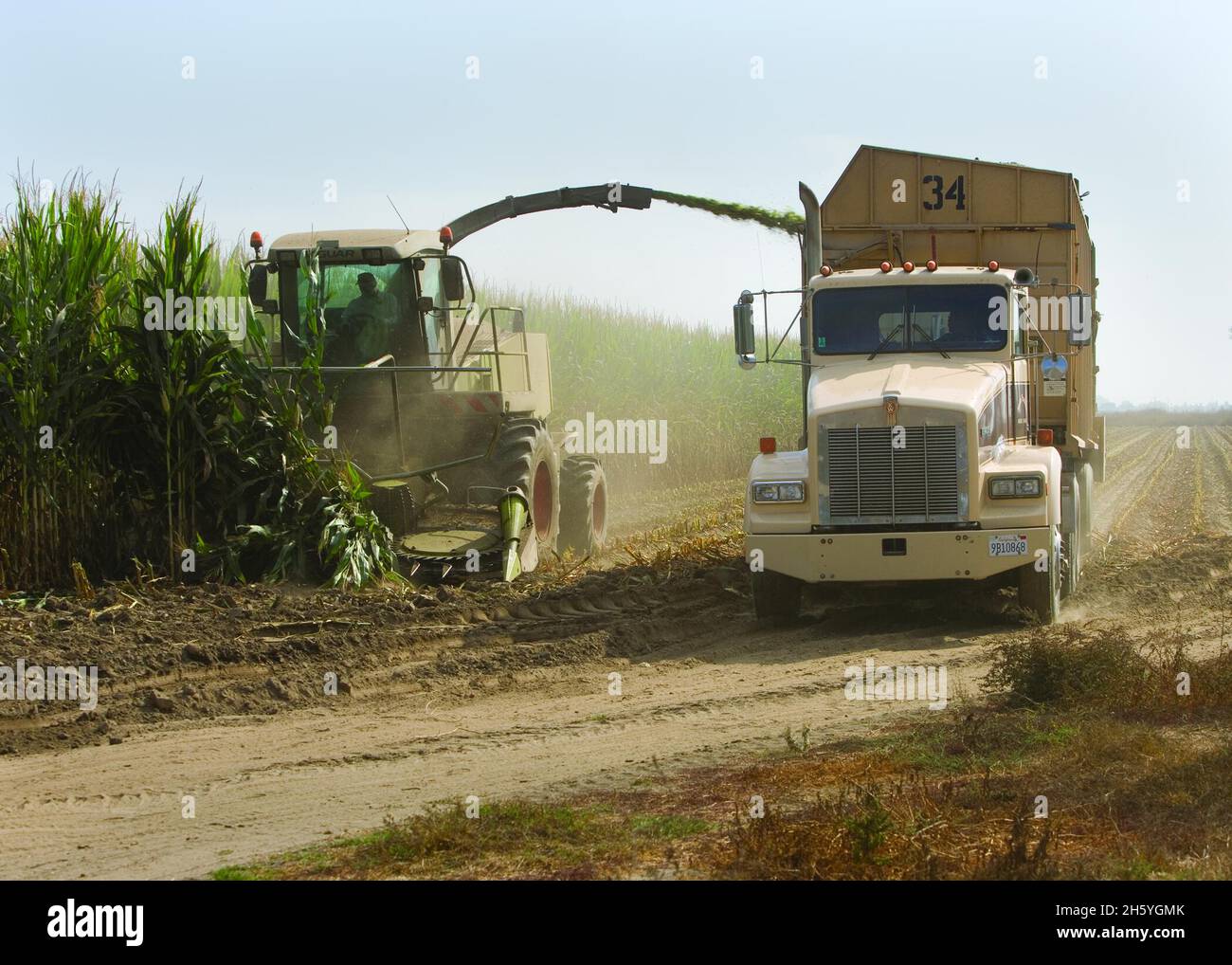 Silageernte auf Ernte, bewässert mit Gülle, Kings County, Kalifornien, ca. 2011 oder früher Stockfoto