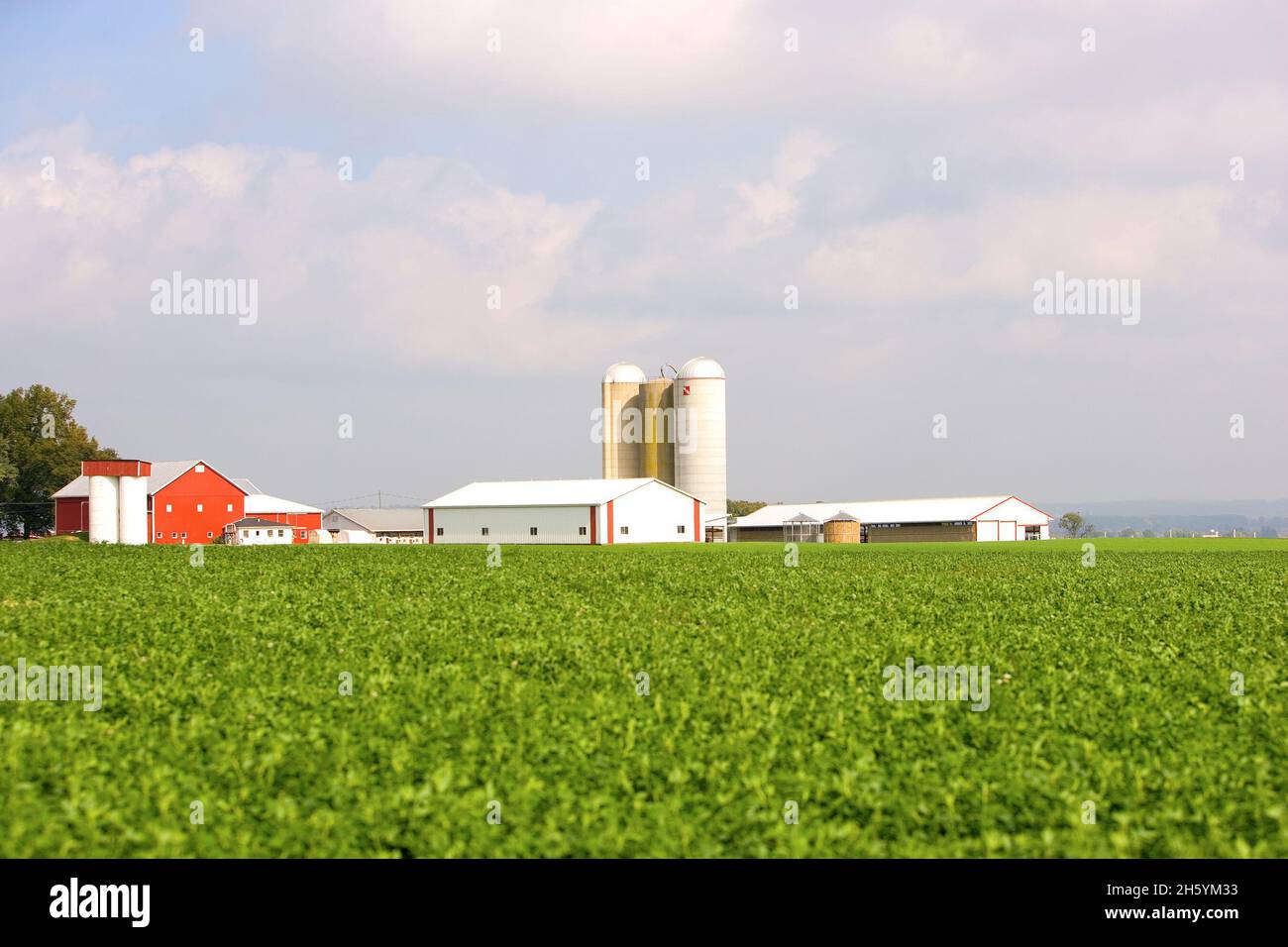 Northeast Ohio Bio-Milchviehbetrieb ca. 2006 Stockfoto