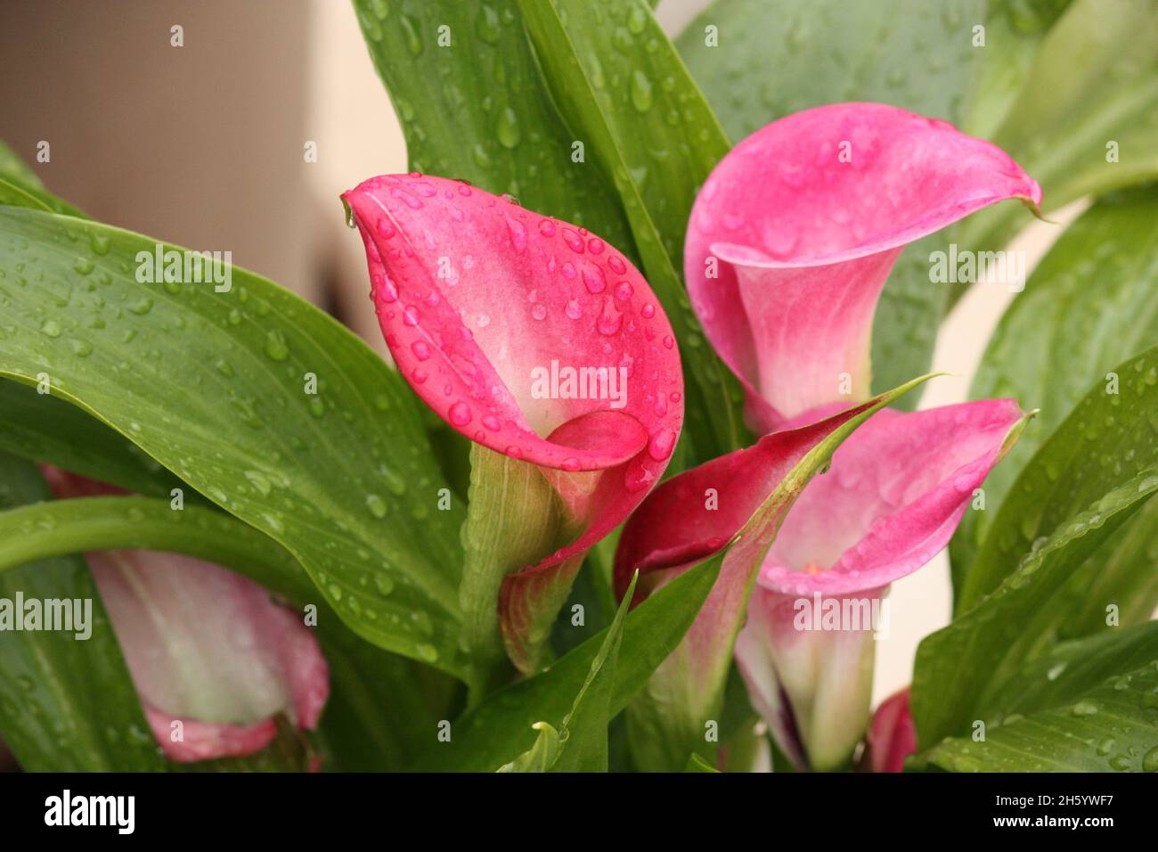 Rosa Calla Lilly Stockfoto