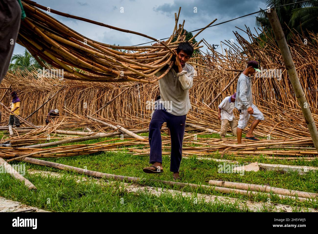 Juli 2017. Rattan wird am Standort von LGCT (einem Händler) empfangen, mit heißem Dieselöl behandelt (zur Konservierung), auf Racks im Freien getrocknet und dann von Hand begradigt, bevor es gebündelt und für den Versand nach China gestapelt wird. Rattan ist ein wichtiges Non-Holzzauerprodukt (NTFPs) und stellt die Schwierigkeiten und Unsicherheiten dar, die bei der Ermittlung der nachhaltigen Abbauwerte und der Auswirkungen der Wildernte bestehen. Im Allgemeinen gab es kaum oder gar keine Überwachung oder Verwaltung der wilden Rattanernte und über die ökologischen Auswirkungen der Extraktion ist wenig bekannt. Quezon, Palawa Stockfoto