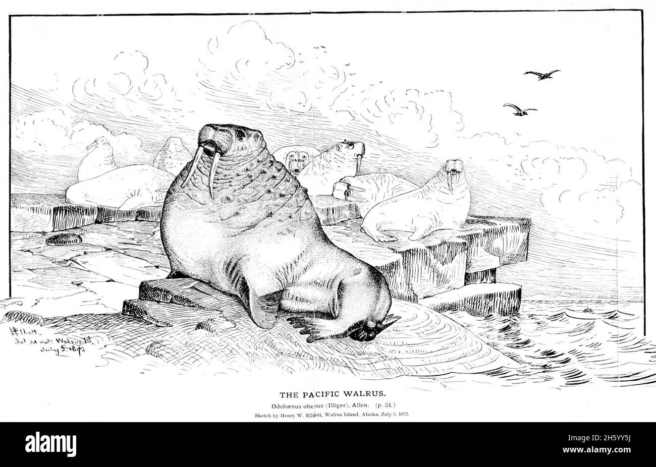 Pacific Walrus (Odobenus rosmarus divergens) ca. 5. Juli 1872 Stockfoto