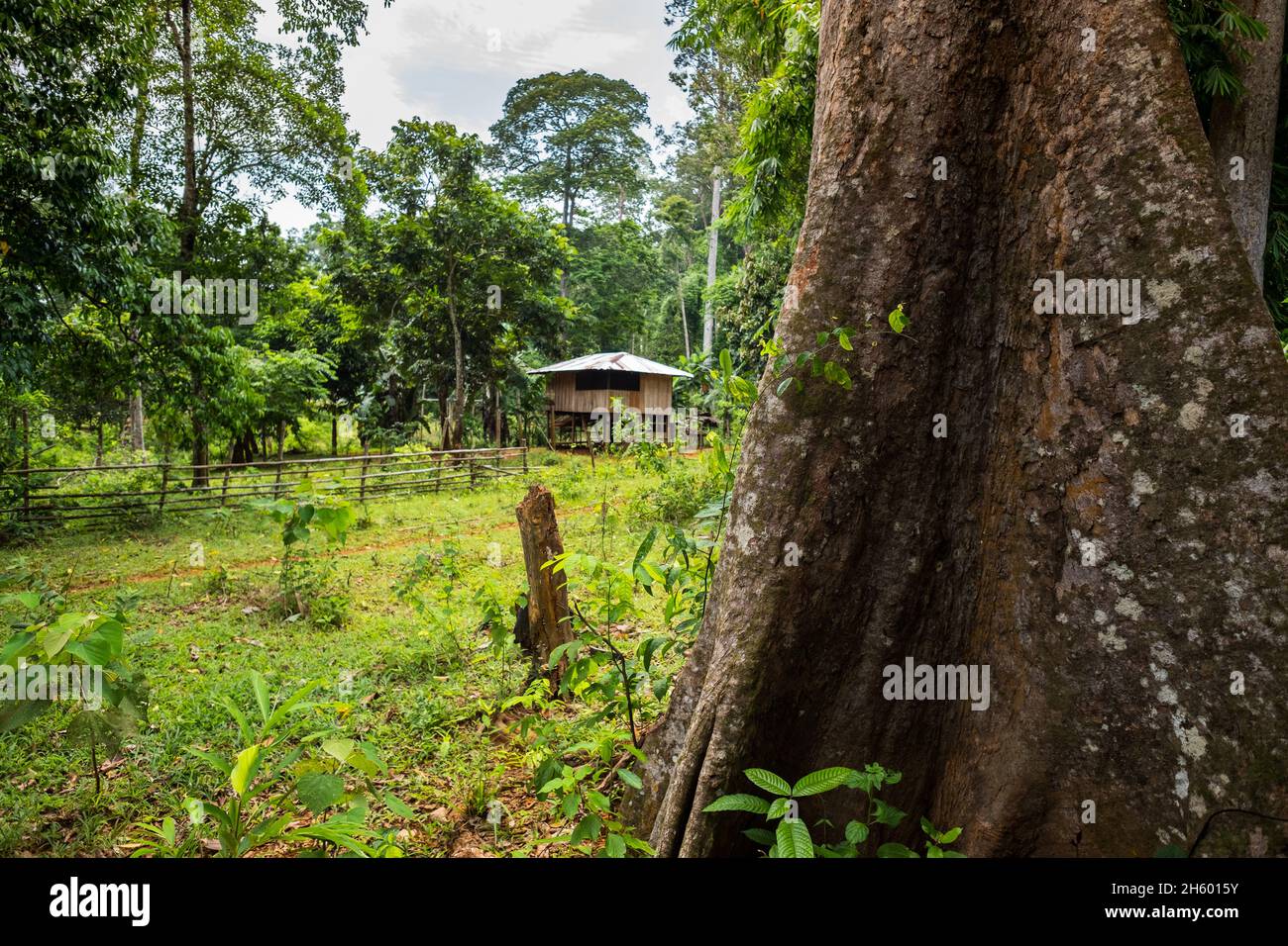 Juli 2017. Neu gerodete Waldflächen für die Landwirtschaft mit Blick auf vom CADC geschützte Prestine-Wälder und Parkflächen im Hintergrund. Sugodi, Barangay Cabayugan, Palawan, Philippinen. Stockfoto