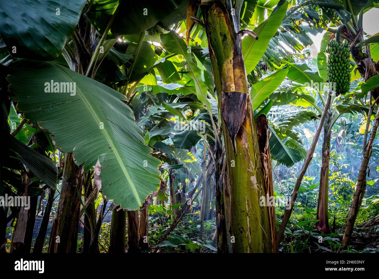 September 2017. Bananen sind eine gewöhnliche Ernte, die in der Nähe der Grenzen des Biwindi Impenetrable National Park angebaut wird. Konflikte zwischen Mensch und Natur treten manchmal auf, wenn Gorillas den Wald verlassen, um in der Nähe gelegene Pflanzen zu überfallen. Buhoma, Uganda. Stockfoto
