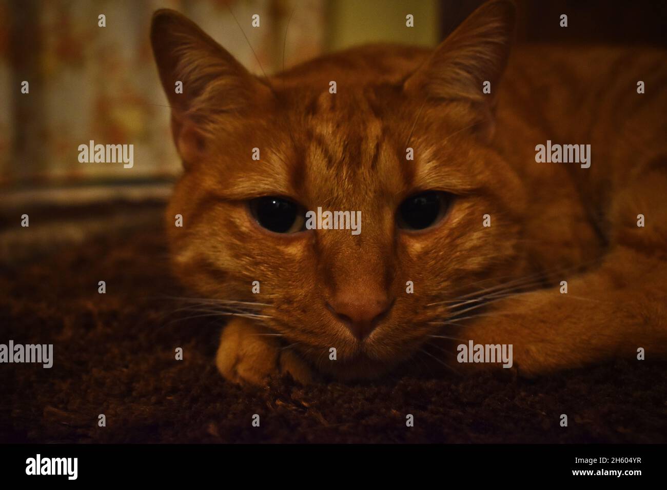 Rote Katze posiert für das Foto Stockfoto