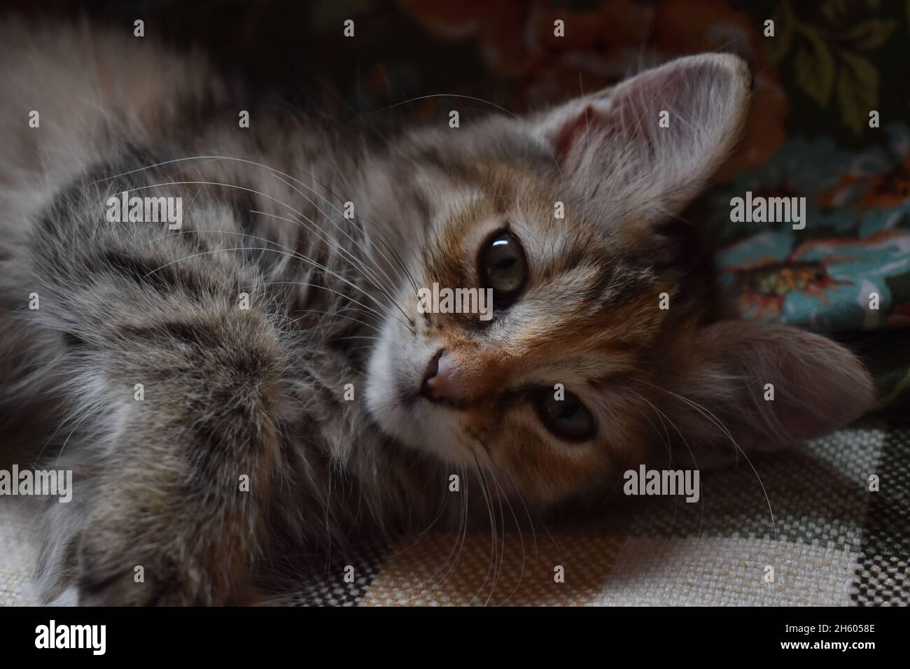Foto eines gerade erwachenden grauen Kätzchens Stockfoto