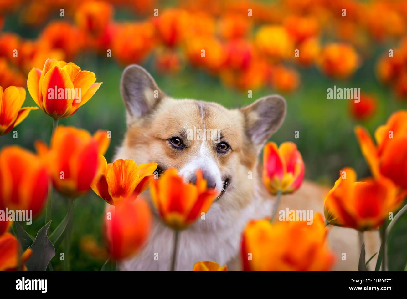 Porträt eines niedlichen Corgi-Hundes, der in einem sonnigen Frühlingsgarten aus einem Blumenbeet mit hellen Tulpenblüten guckt Stockfoto
