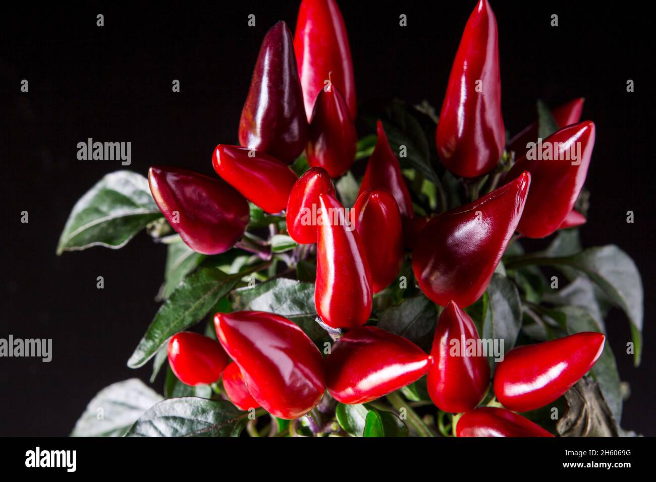 Rote Chilischote, Nahaufnahme Stockfoto