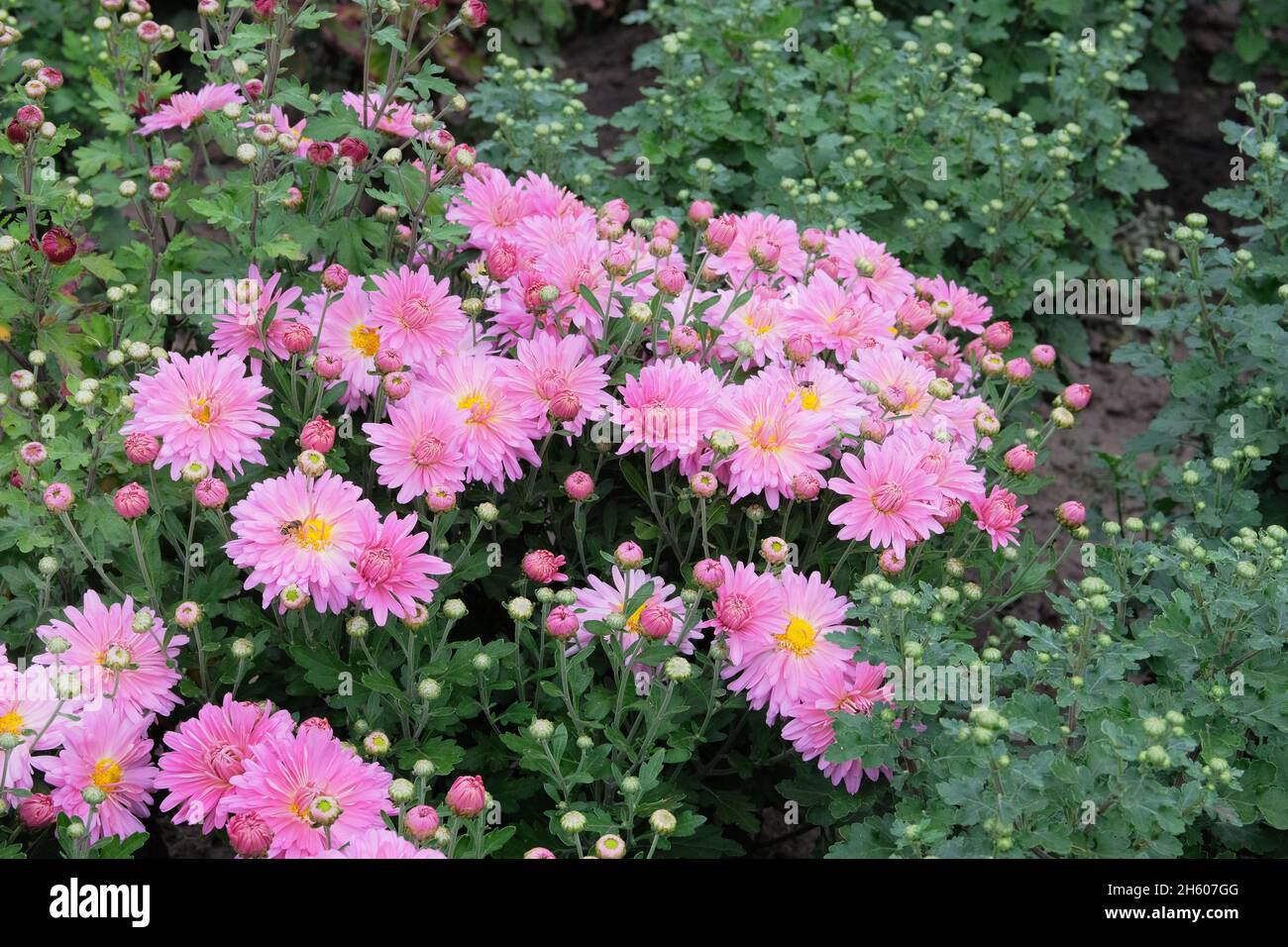 Chrysanthemen Tapete. Pink hell malerischen Hintergrund. Blühende Chrysanthemen Knospen in Botanik Kindergarten. Stockfoto