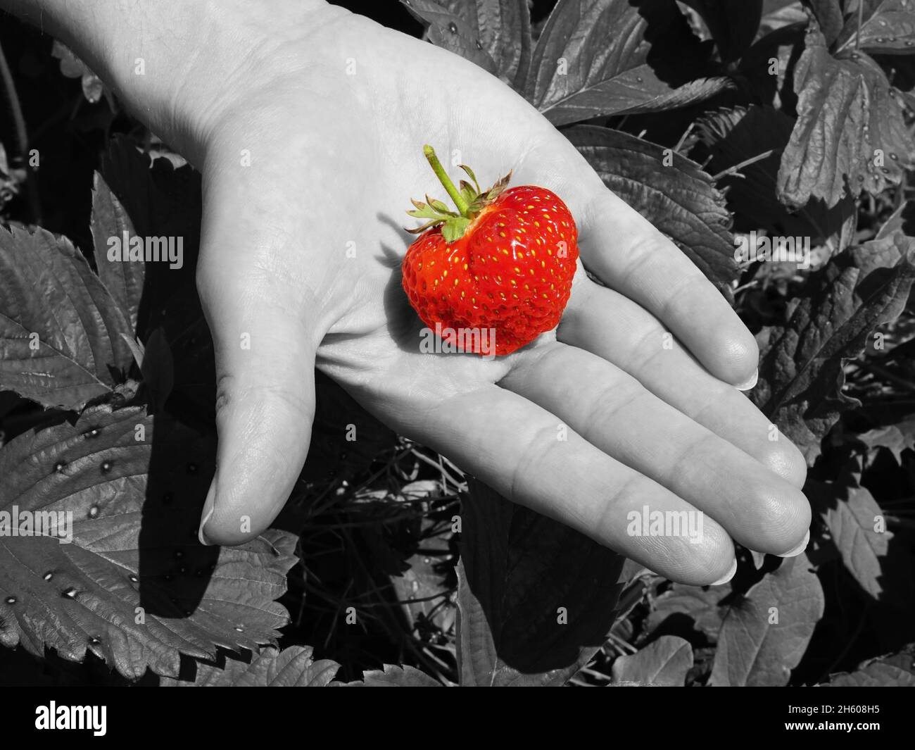 Selektives Farbfoto der frischen roten Erdbeere auf der Hand des Mädchens Stockfoto