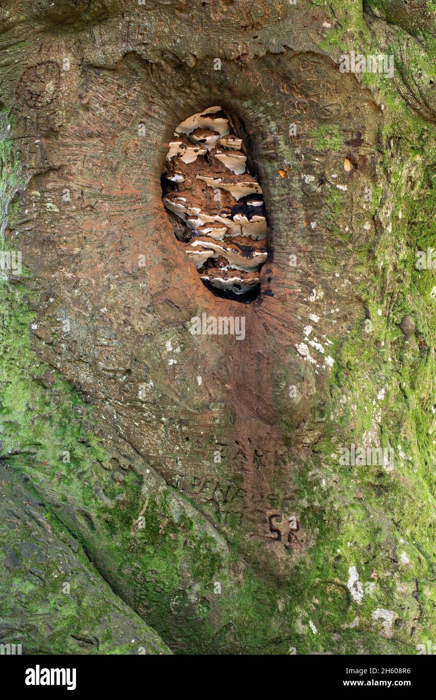 Künstlerpilz; Ganoderma applanatum; im Baumloch; Graditti in Baum geschnitzt; Großbritannien Stockfoto