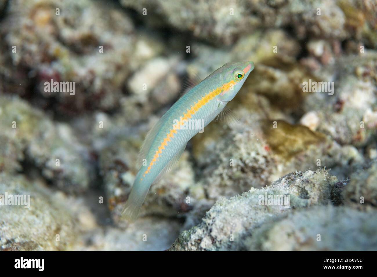 Blue Spot Wrasse; Leptojulis cyanopleura; Weiblich; Malediven Stockfoto