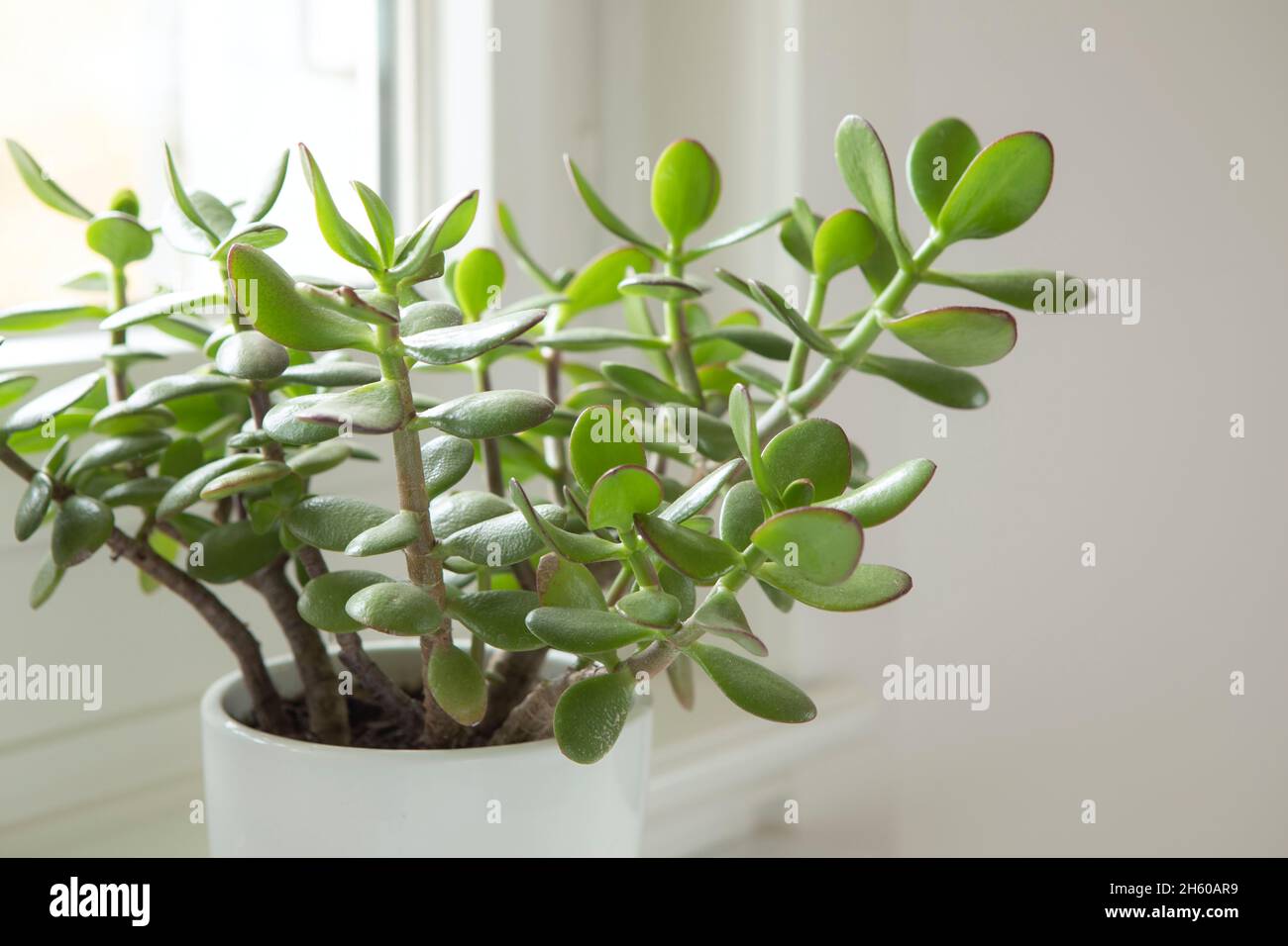 Crassula ovata, Jadepflanze aus der Nähe. Hauspflanze im Topf auf Fensterbank mit saftig grünen Blättern. Sukulent im heimischen Garten. Stockfoto