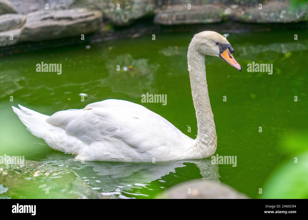 Schwan im Naturschutzgebiet. Sie sind eine Vogelart in der Entenfamilie mit einer Länge von 125 bis 170 cm, das Hauptgefieder ist reinweiß Stockfoto