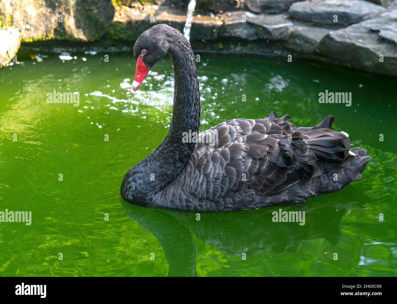Schwan im Naturschutzgebiet. Sie sind eine Vogelart in der Entenfamilie mit einer Länge von 125 bis 170 cm, das Hauptgefieder ist reinweiß Stockfoto