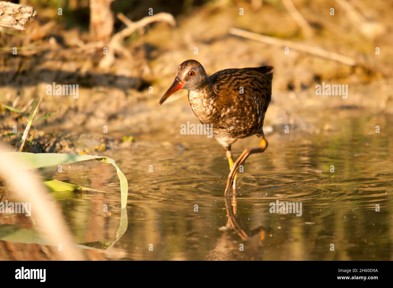 Wilde Vögel in ihrer natürlichen Umgebung. Vögel in Freiheit. Stockfoto