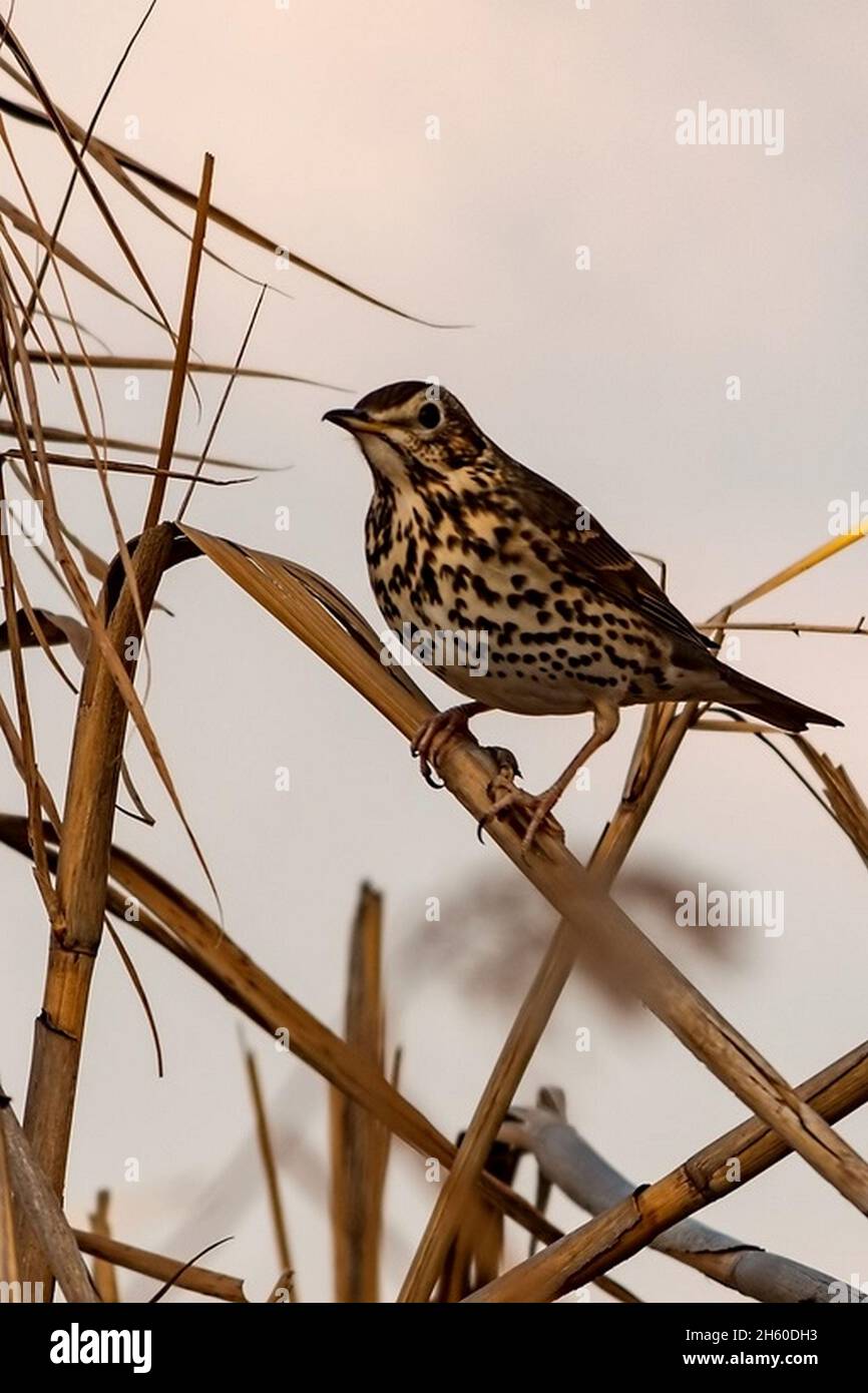 Wilde Vögel in ihrer natürlichen Umgebung. Vögel in Freiheit. Stockfoto