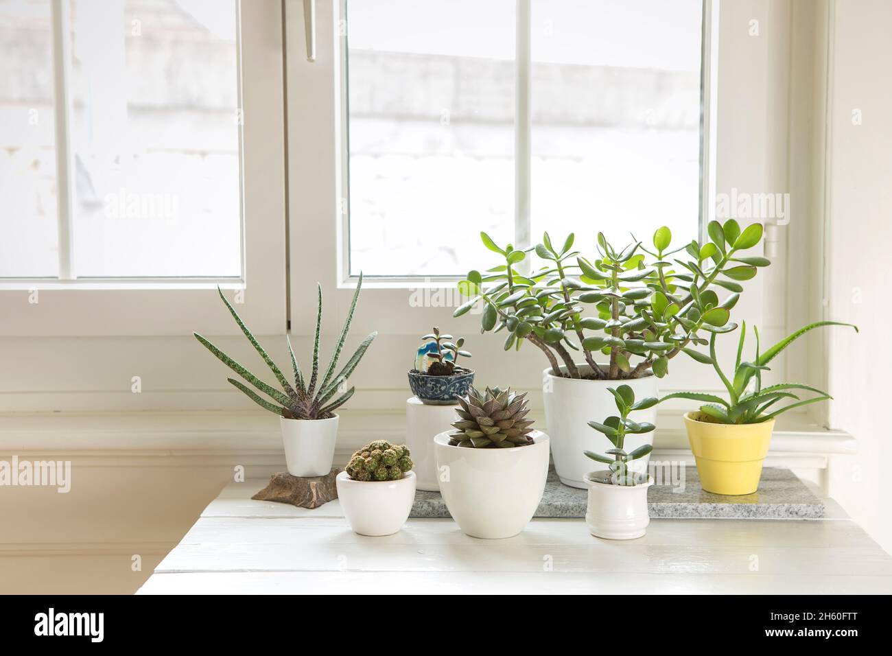 Sammlung von verschiedenen Zimmerpflanzen im Innenbereich. Gruppe von  Topfpflanzen im Zimmer am Fenster. Kakteen und sukkulentes Arrangement,  moderner Stil, trendiges Home d Stockfotografie - Alamy