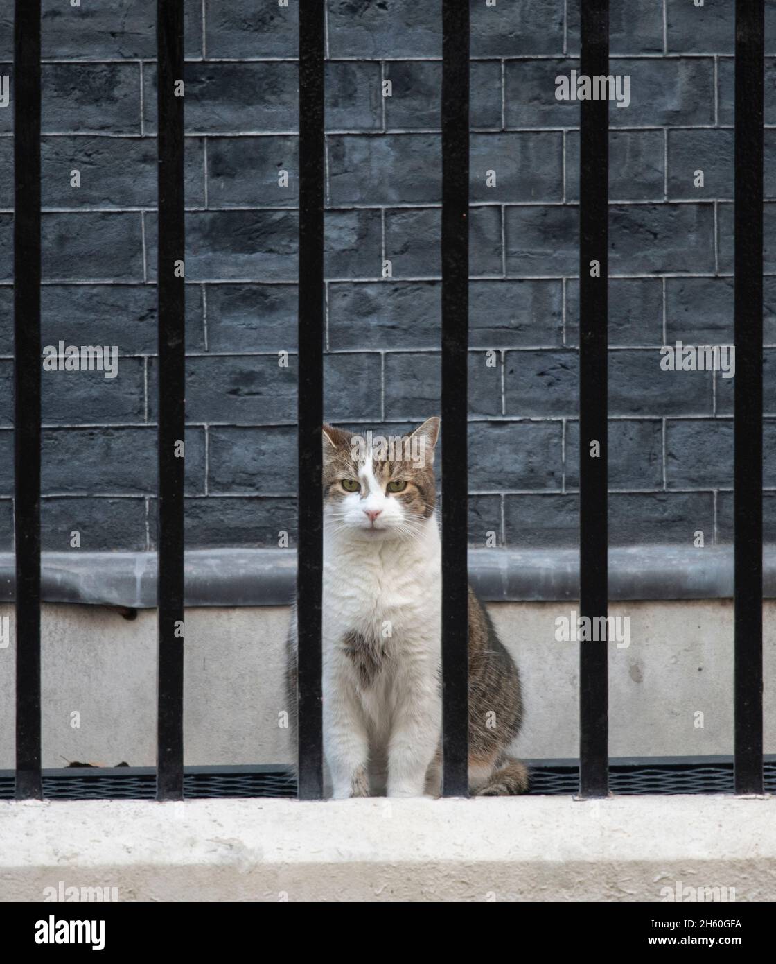 Larry, der 10 Downing Street Kater und Chief Mouser des Kabinetts, hinter Gittern vor Nr. 10. Kredit: Malcolm Park/Alamy Stockfoto