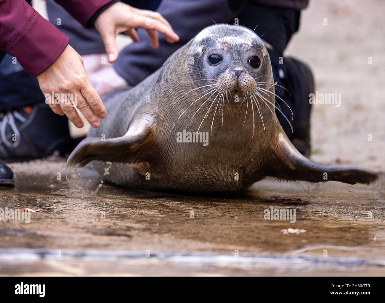 Rostock, Deutschland. November 2021. Eine junge Robbe heißt Sammy im Rostocker Zoo. Am 28.07.2021 gebar die weibliche Robbe Lilly (15) ihr achtes Jungtier, einen Jungen. Dem Kleinen geht es gut, wiegt rund 20 Kilogramm und hat bereits großen Gefallen an frischem Fisch. Quelle: Jens Büttner/dpa-Zentralbild/dpa/Alamy Live News Stockfoto