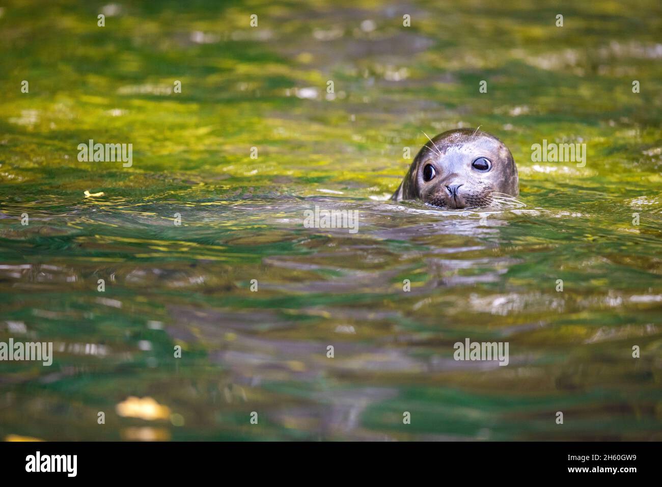 Rostock, Deutschland. November 2021. Im Wasserbecken des Rostocker Zoos taucht eine junge Robbe auf, nachdem das Tier Sammy genannt wurde. Am 28.07.2021 gebar die weibliche Robbe Lilly (15) ihr achtes Jungtier, einen Jungen. Dem Kleinen geht es gut, wiegt rund 20 Kilogramm und genießt bereits frischen Fisch. Quelle: Jens Büttner/dpa-Zentralbild/dpa/Alamy Live News Stockfoto