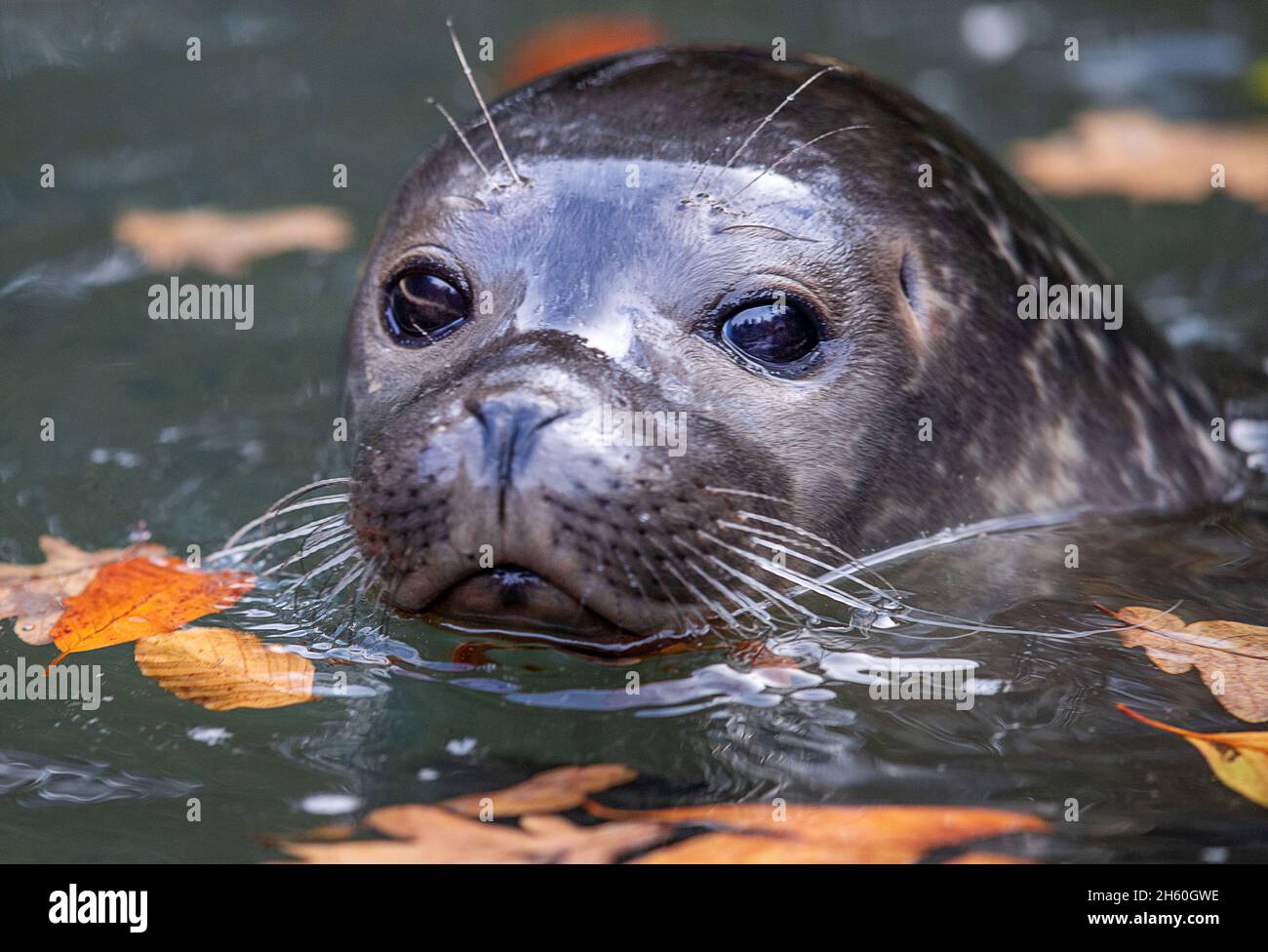 Rostock, Deutschland. November 2021. Im Wasserbecken des Rostocker Zoos taucht eine junge Robbe auf, nachdem das Tier Sammy genannt wurde. Am 28.07.2021 gebar die weibliche Robbe Lilly (15) ihr achtes Jungtier, einen Jungen. Dem Kleinen geht es gut, wiegt rund 20 Kilogramm und genießt bereits frischen Fisch. Quelle: Jens Büttner/dpa-Zentralbild/dpa/Alamy Live News Stockfoto