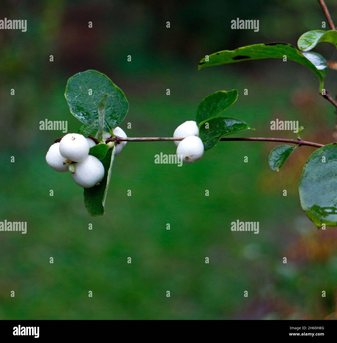 Die Frucht der Common Snowberry, Symphoricarpos albus, ein invasiver Strauch, der in Alderford Common SSSI in Alderford, Norfolk, England, Großbritannien, wächst. Stockfoto