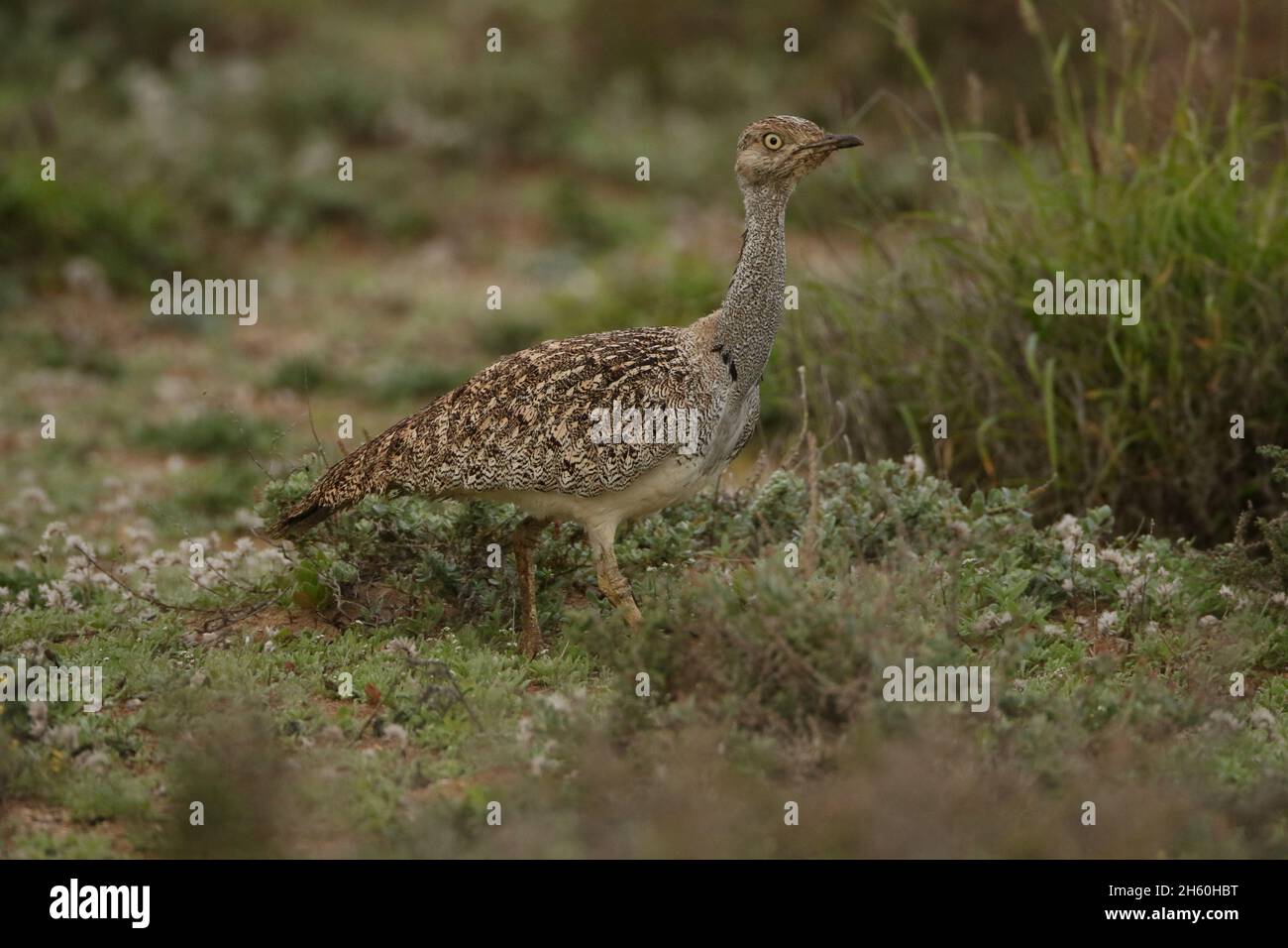 Houbara Bustard ist ein ikonischer Vogel der Kanarischen Inseln, wo die halbariden Sandebenen ideal für die Zucht sind. Stockfoto