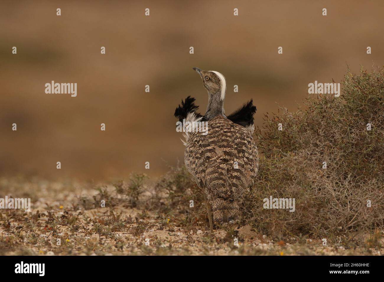 Houbara Bustard ist ein ikonischer Vogel der Kanarischen Inseln, wo die halbariden Sandebenen ideal für die Zucht sind. Stockfoto