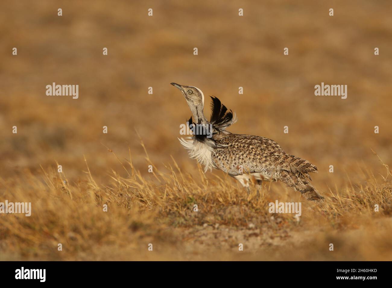 Houbara Bustard ist ein ikonischer Vogel der Kanarischen Inseln, wo die halbariden Sandebenen ideal für die Zucht sind. Stockfoto