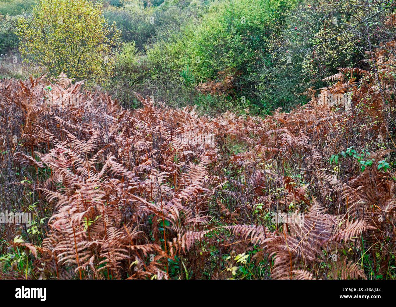 Gemischter Lebensraum im Herbst mit bodenbedeckten Bracken und Wäldern bei Alderford Common SSSI in Alderford, Norfolk, England, Vereinigtes Königreich. Stockfoto
