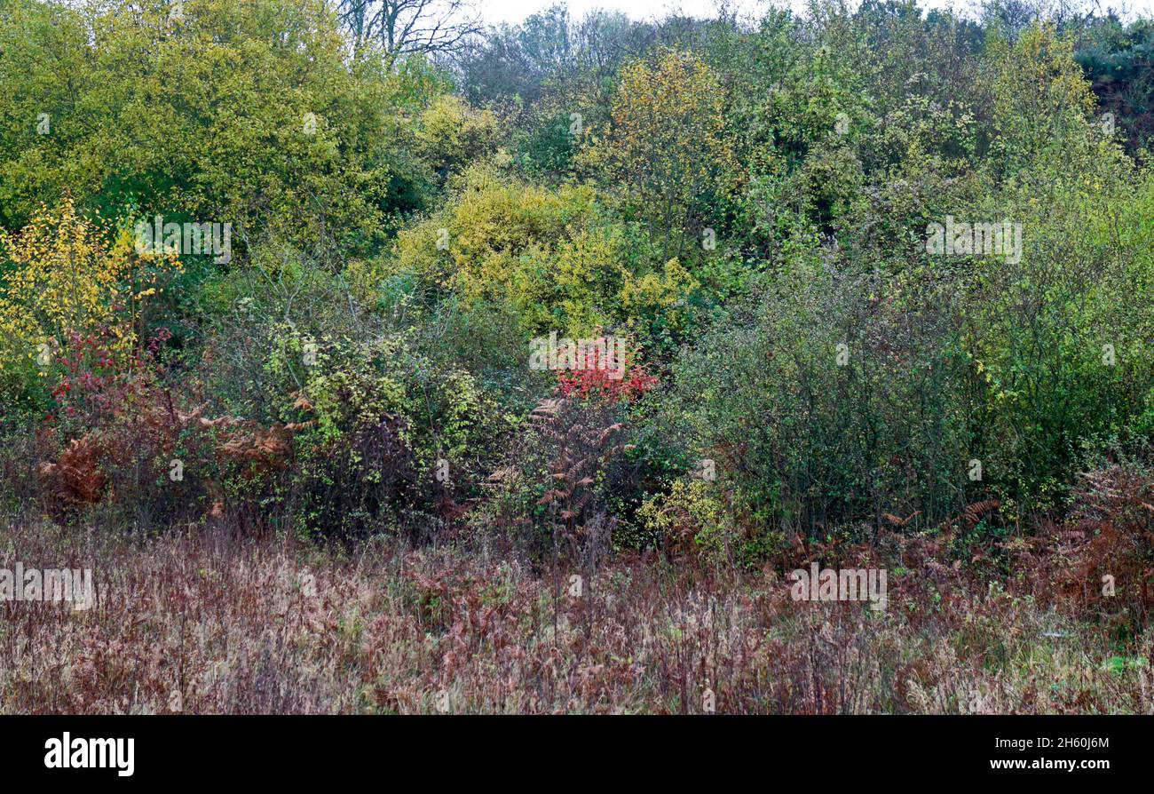 Mischwald-Lebensraum im Herbst bei Alderford SSSI auf dem Land bei Alderford, Norfolk, England, Großbritannien. Stockfoto