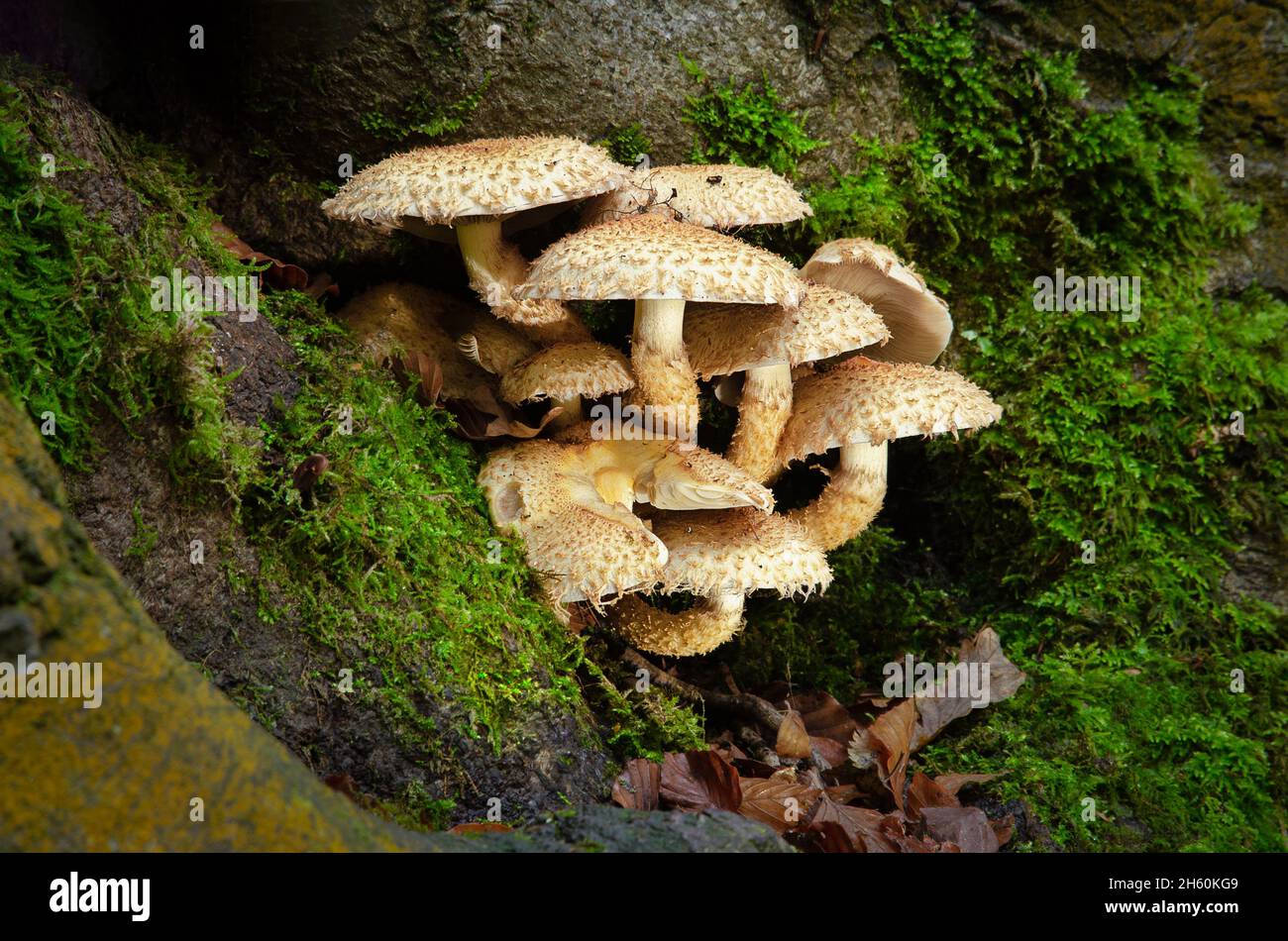 Eine Gruppe oder Pilze, die aus einem Baum wachsen Stockfoto