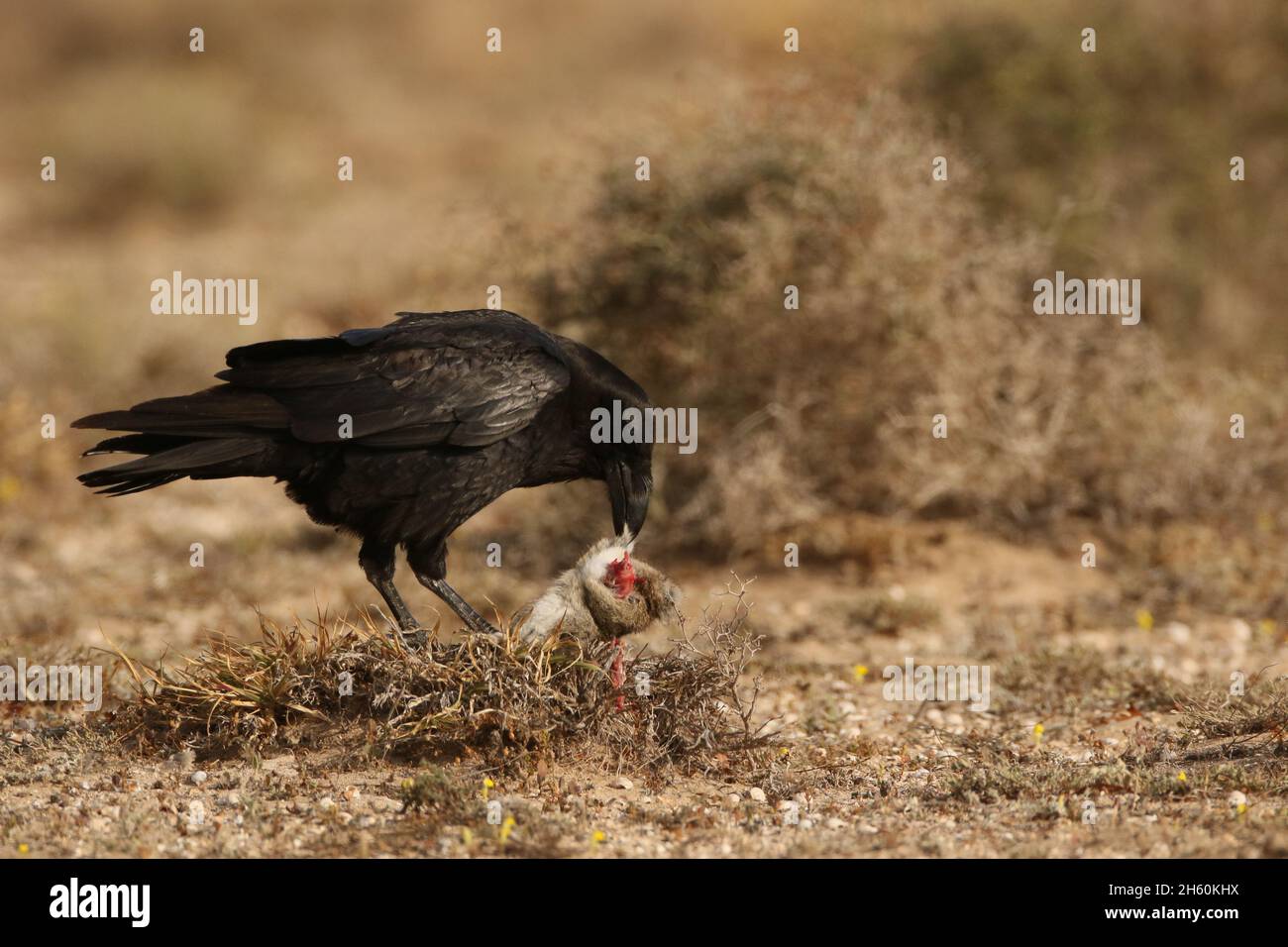 Die auf Lanzarote gefundenen Raben sind die Unterart canariensis und stehen auf der gefährdeten Liste. Diese Vogel id Fütterung auf Kaninchenaas. Stockfoto