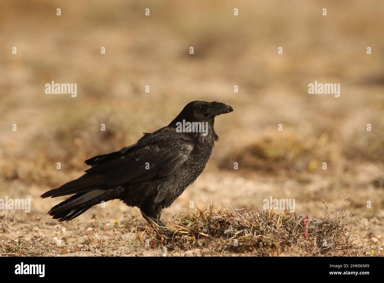 Die auf Lanzarote gefundenen Raben sind die Unterart canariensis und stehen auf der gefährdeten Liste. Diese Vogel id Fütterung auf Kaninchenaas. Stockfoto