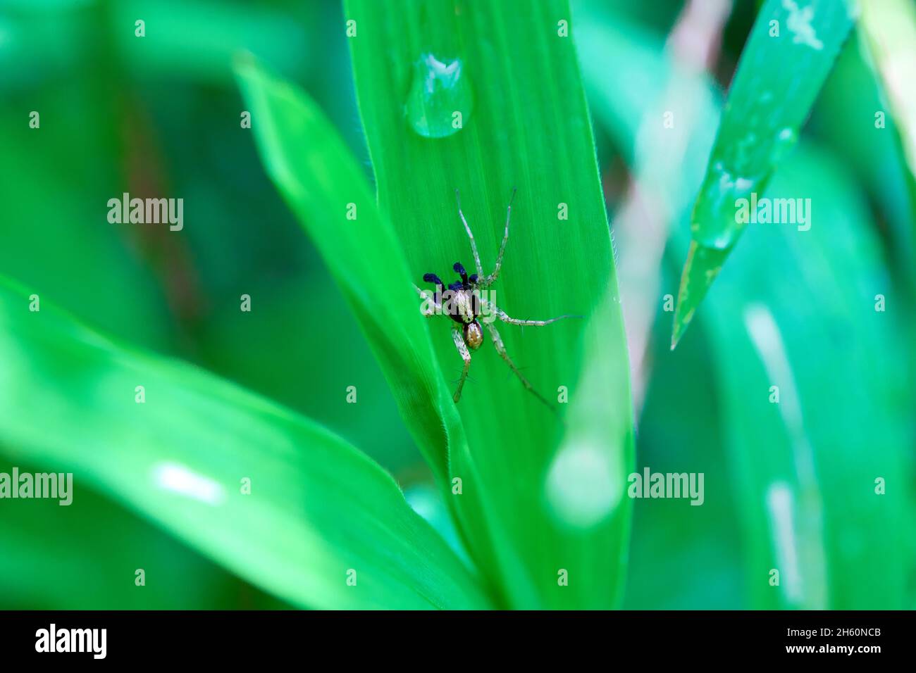 Spinne auf Grashalm Streifen Stockfoto