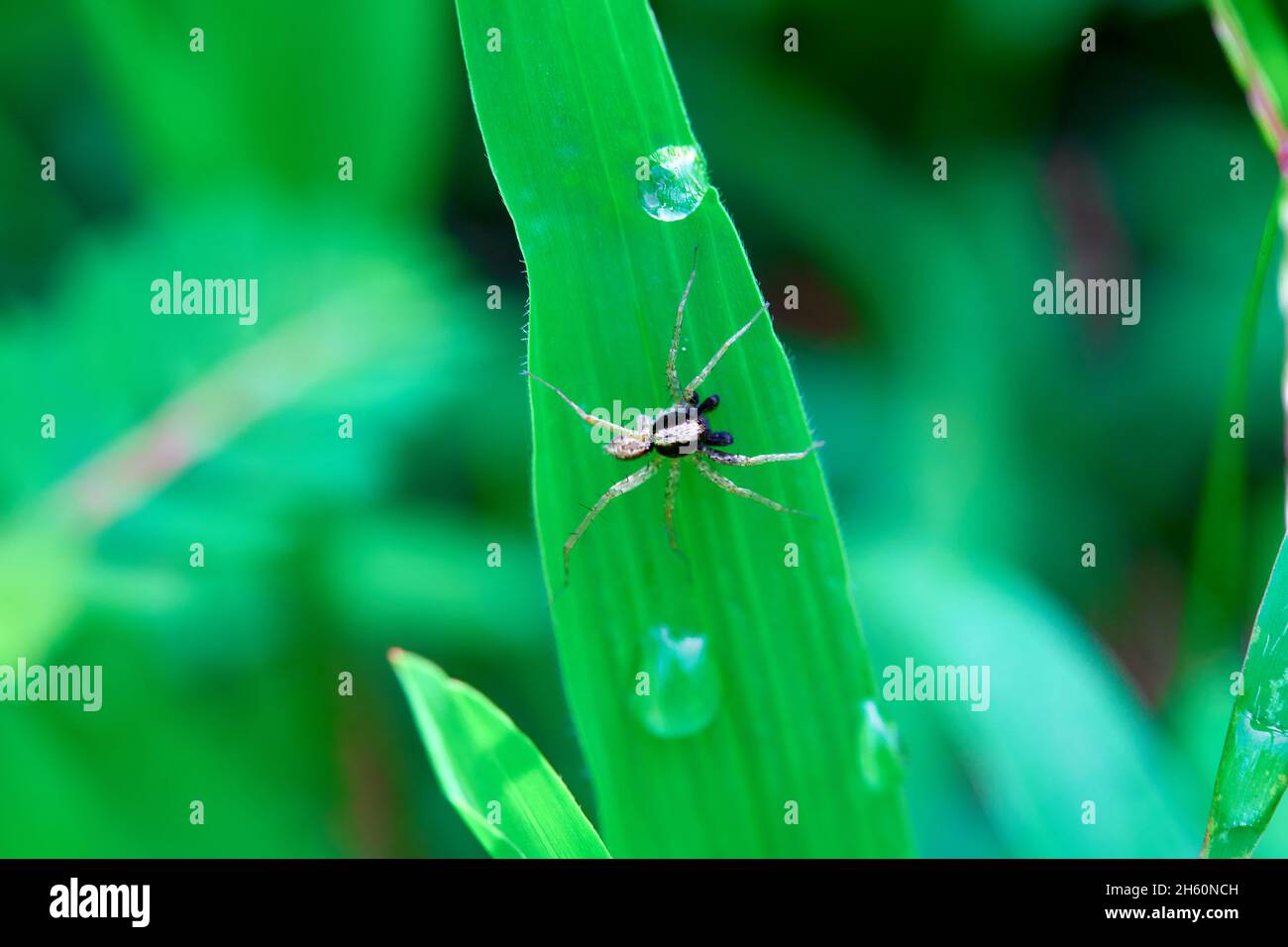 Spinne auf Grashalm Streifen Stockfoto