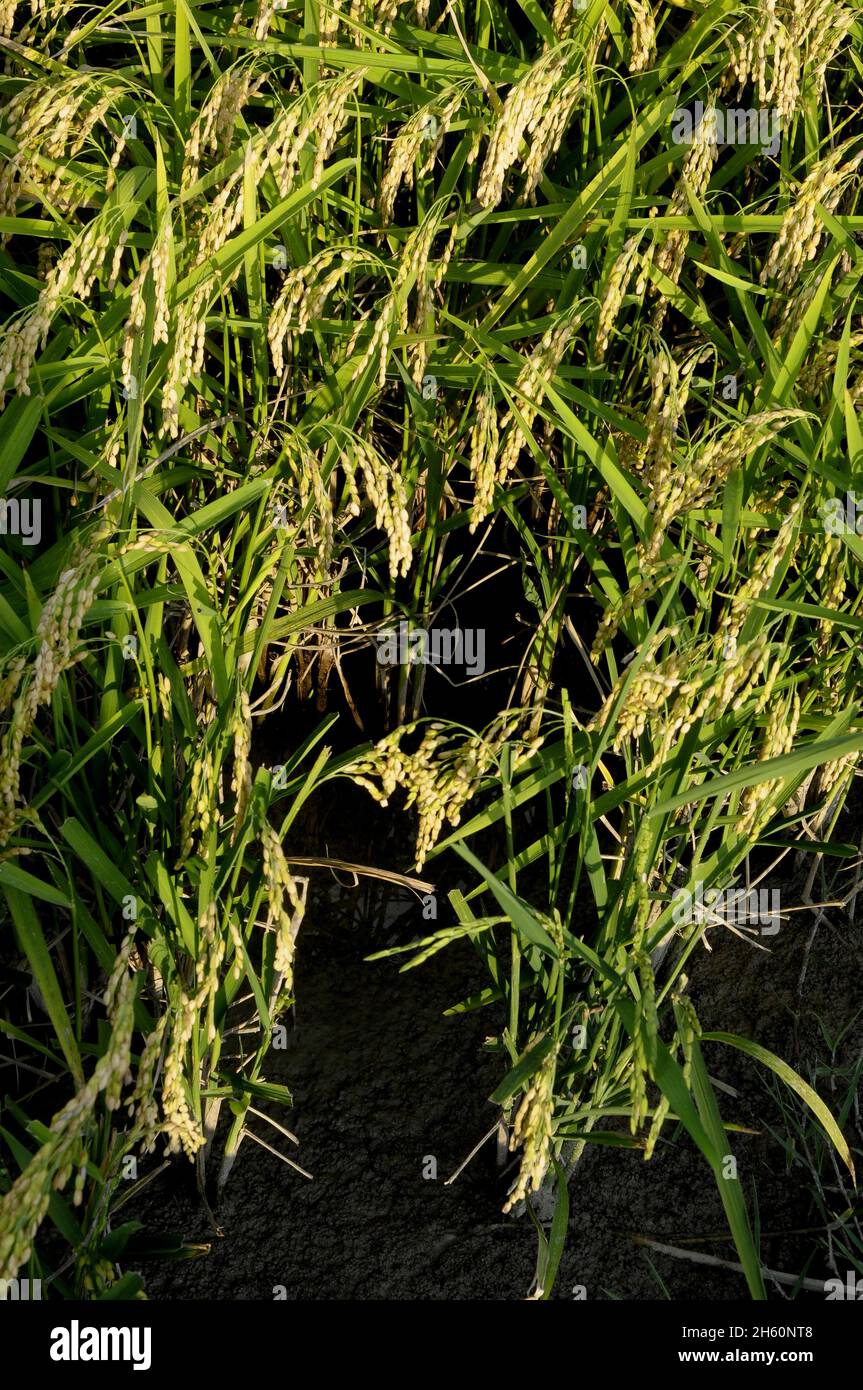 Ohr des Reises Stockfoto