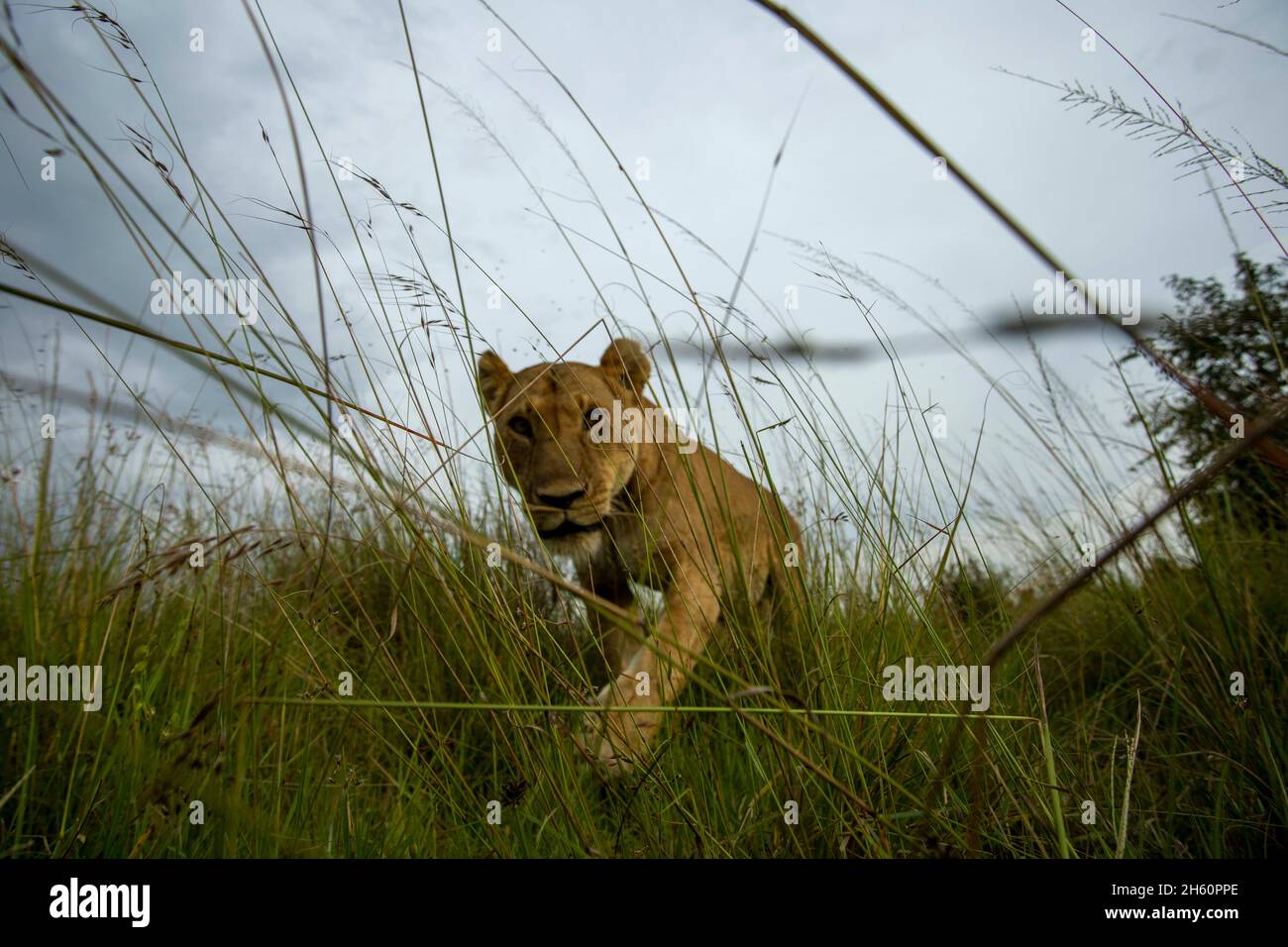 Eine Löwin findet eine Kamerafalle im Gras. MAASAI MARA NATIONAL RESERVE, KENIA: DIESER FOTOGRAF hat mehr als siebentausend Pfund damit verbracht, eine Kamera zu stellen Stockfoto