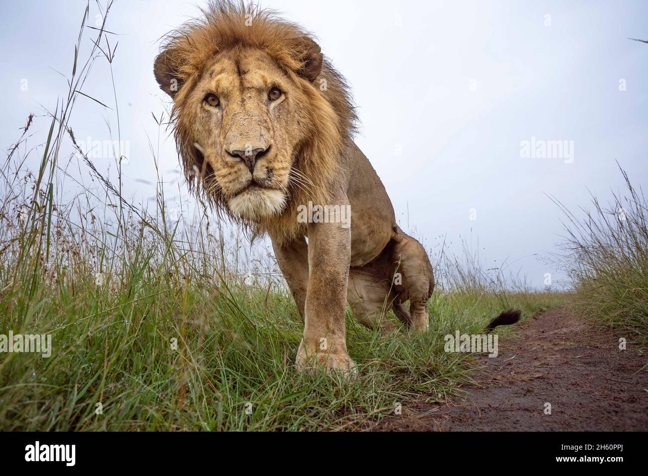 Ein Löwe findet eine Kamerafalle im Gras. MAASAI MARA NATIONAL RESERVE, KENIA: DIESER FOTOGRAF hat mehr als siebentausend Pfund damit verbracht, eine Kamera zu stellen Stockfoto