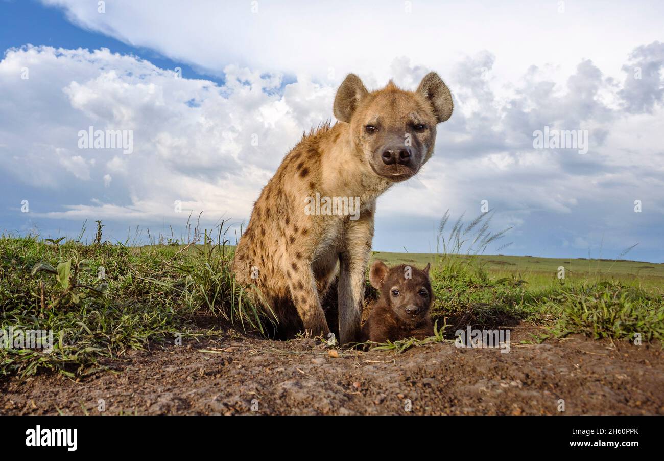 Eine Hyäne und ein Junge finden eine Kamerafalle. MAASAI MARA NATIONAL RESERVE, KENIA: DIESER FOTOGRAF hat über 7.000 Pfund damit verbracht, eine Kamerafalle zu stellen Stockfoto