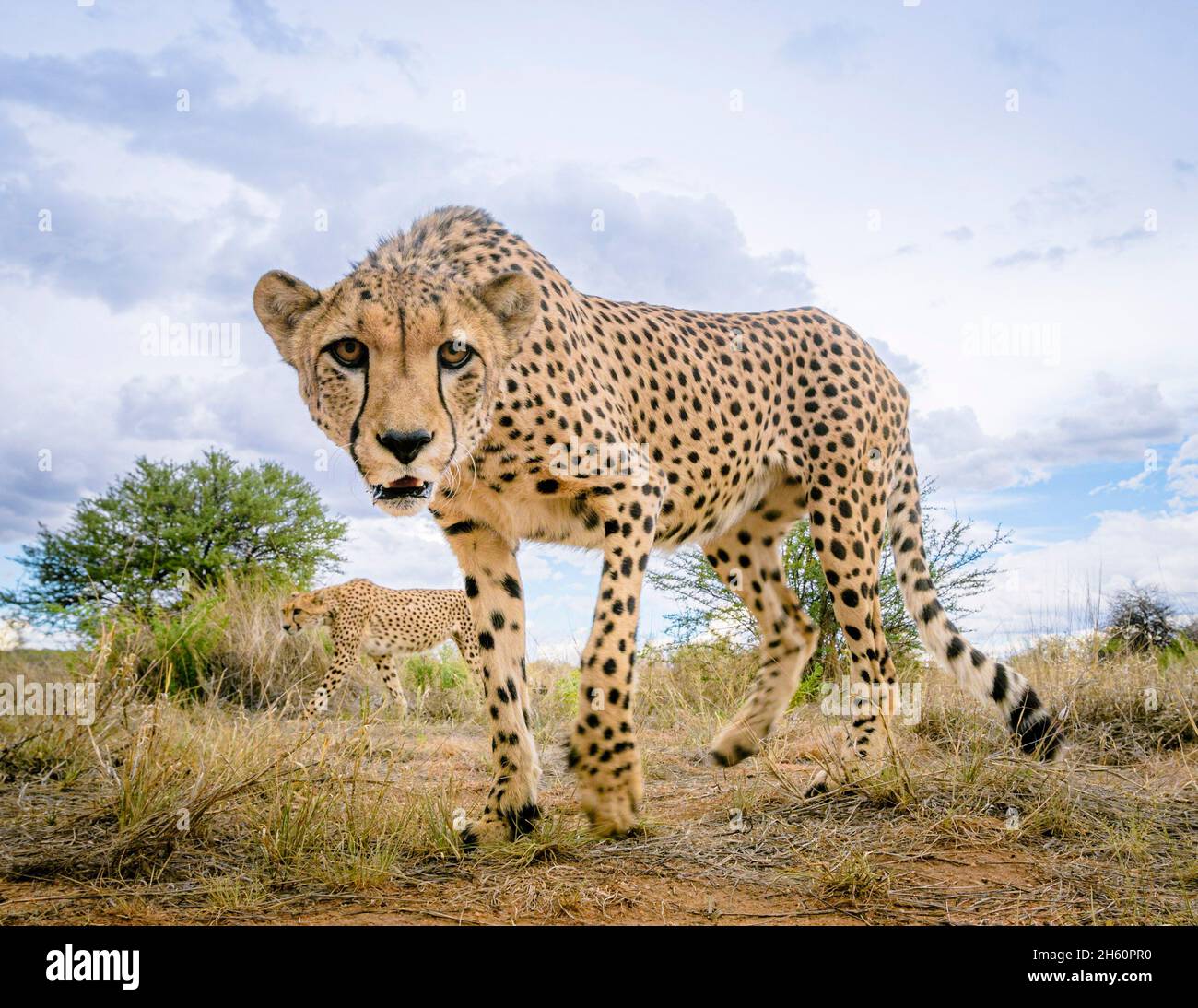 Zwei Geparden finden eine Kamerafalle. NAMIBIA: DIESER FOTOGRAF hat über siebentausend Pfund damit verbracht, Kamerafallen über vier verschiedene zu stellen Stockfoto