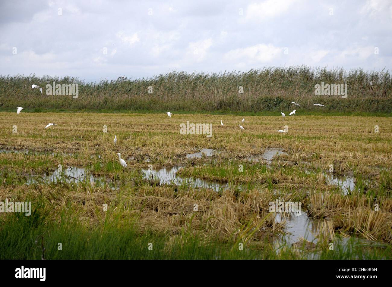 Reisfeld auf der Insel Delt del Ebro Buda, natürlicher Vogelpark, privater Park, Stockfoto